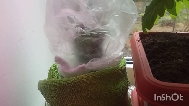 💥Укоренение роз в воде 💥- даёт хорошие результаты 😃 смотреть онлайн