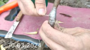 прививка черешни весной надежным способом