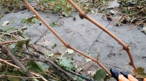 Подготовка виноградника к зиме. Обрезка и обработка.