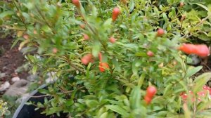 ГРАНАТ ❤️ / СЕКРЕТЫ УХОДА  / #комнатныерастения #грана?