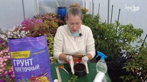 КАК ЧЕРЕНКОВАТЬ  НА ЗИМУ  БЕГОНИИ, КОЛЕУСЫ, ИПОМЕЮ БАТА