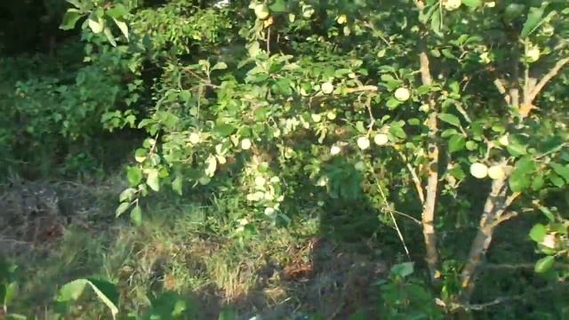 Обрезка яблонь и груш летом - только идиотами. смотреть онлайн