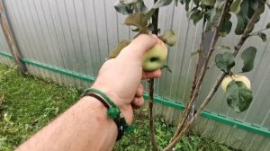 сорт яблони Горнист в условиях Хабаровска