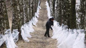 СБОР БЕРЁЗОВОГО СОКА ,ЯГОД И ГРИБОВ ТЕПЕРЬ ПЛАТНЫЙ