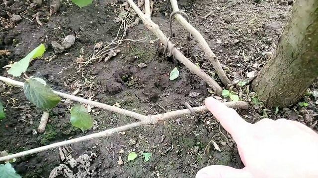 Фундук Екатерина. Укоренение привитых побегов.