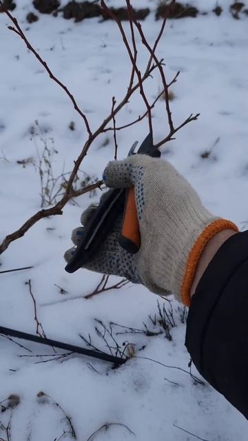 Обрізка трьохрічного куща лохини (голубіки) сорт Дюк смотреть онлайн