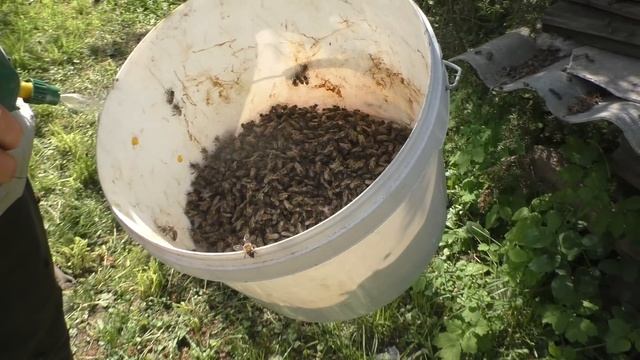 май. РОЕНИЕ ПЧЁЛ началось))) смотреть онлайн