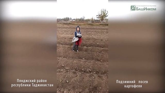 Подзимний посев картофеля смотреть онлайн
