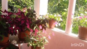 🌹🌺Моя любимая дача.Флоксы,лилии,красота и потрясающ