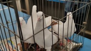 14.06.2025г Голубиный Рай Садовод ч.1