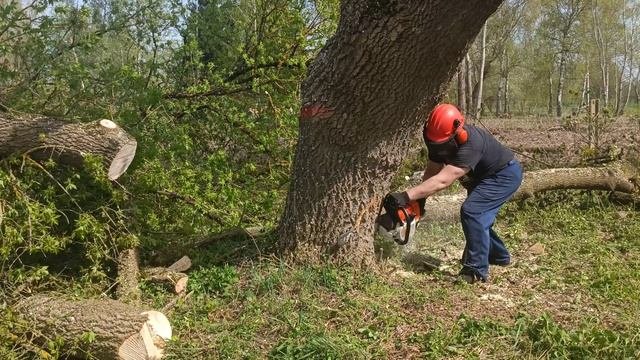 Stihl Ms 361 и сложное дерево, клён ясенелистный.