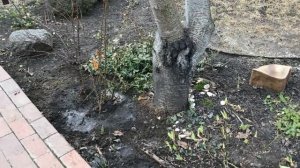 Зацвели первые крокусы! Пересадка брунеры в горку  Пру