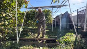 Обрезка взрослого куста винограда