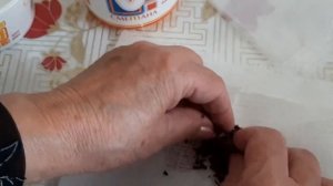 4 причины, Почему не всходят семена дельфиниума  Мой эк