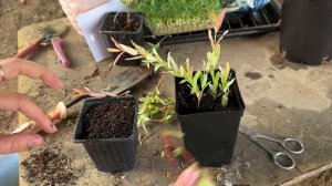 Как черенковать ИВУ ХАКУРО НИШИКИ?