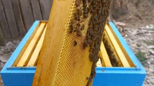 Можно ли откачивать незапечатанный мёд? Почему пчелы ?