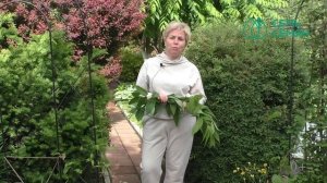 ПРИРОДНЫЕ СТИМУЛЯТОРЫ РОСТА И УКОРЕНЕНИЯ РАСТЕНИЙ! ВЫ