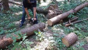 Пилим валежник на дрова бензопилой Интерскол ПЦБ-20/58Л