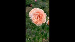 Троянда Шерлок Холмс rose St Richard of Chichester