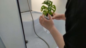 Горячий душ для комнатных растений. Выявление трипсов