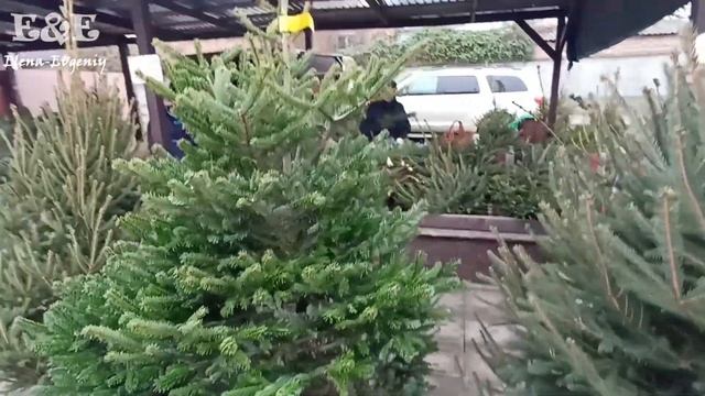 Цены на Елки, Сосны в Приднестровье/Елочный Базар на т? смотреть онлайн