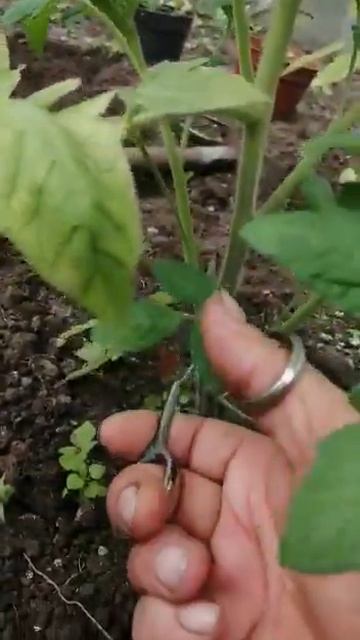 Как ухаживать за томатами смотреть онлайн