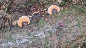 ЭТОТ ГРИБ УКРЕПИТ ИММУНИТЕТ / Как выглядит гриб Трутов