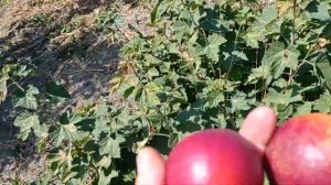 Нектарин Гарсия (Garcica) на подвое Бест