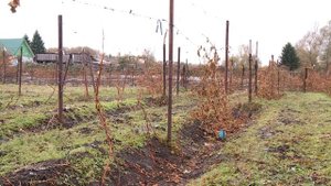 "Удачная среда" - осенняя обрезка винограда (Бийское те