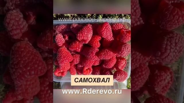 Лучшая малина в мире смотреть онлайн