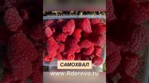 Лучшая малина в мире