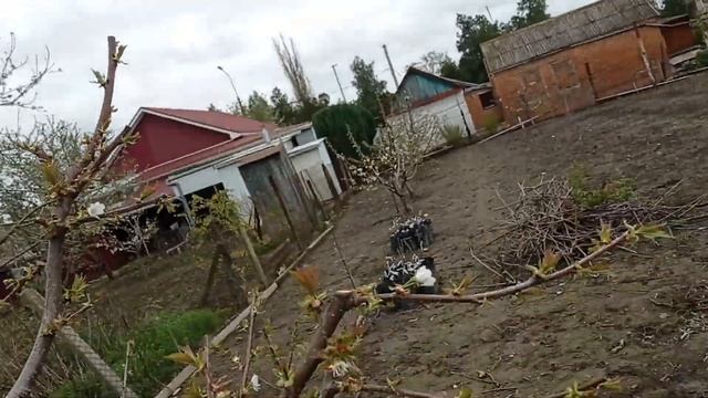 Цветение черешни. Весна 2025 смотреть онлайн