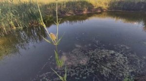 Садовый пруд на участке, даче своими руками для развед