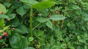 Ежевика - шпалера и особенности выращивания.