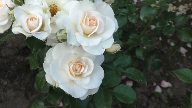 Розы Тантау. Шесть любимых сортов. смотреть онлайн