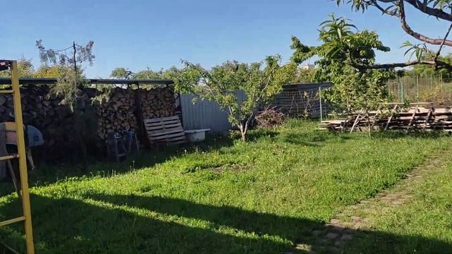 Результат прививки персика на третий год смотреть онлайн