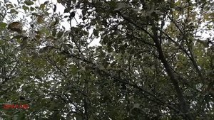 Болезни яблонь.  Часть 1