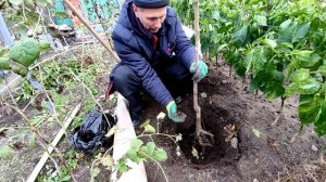 Хурма Жемчужина и Опылитель 48.Посадка поздней осенью.