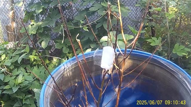 Интернет магазин САДОВОД Крым пришлёт ВЕНИКИ вместо С смотреть онлайн