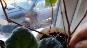 Обрезаю фуксии. Бальзамин, кактусы, колеус и другие