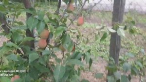 Мимо этой груши ни проходит никто_Поздняя груша Чинги?