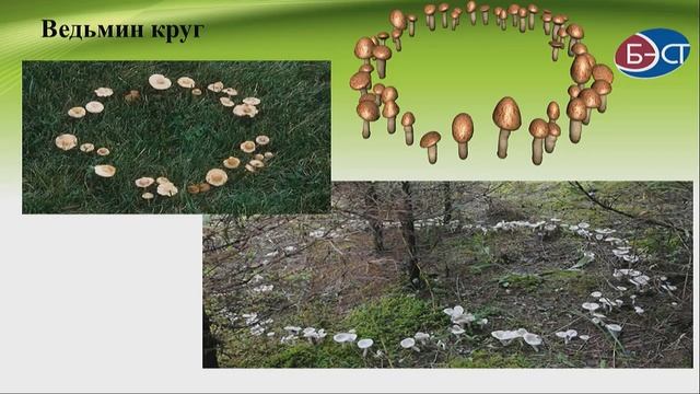 урок "Грибы" смотреть онлайн