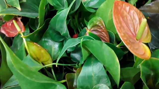 КАКТУСЫ СУККУЛЕНТЫ АНТУРИУМЫ Леруа Мерлен Санкт - Пе смотреть онлайн