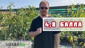 Черешня Валерий Чкалов описание и характеристика сор?