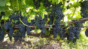 Регент сорт технического винограда немецкой селекции