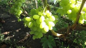 Сорт винограда кишмиш Столетие, истинный американец