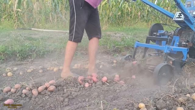 ВОТ ЭТО УРОЖАЙ , ПОЛНЫЙ ПРИЦЕП КАРТОФЕЛЯ 2023 / КОПАЕМ ГР? смотреть онлайн