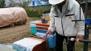 Борьба с воровством у пчёл на пасеке осенью.