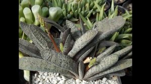#Гастерия1 #Gasteria1 #Houseplants56 Комнатные растения56 Декорати