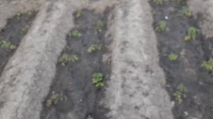 МЕДВЕДКА НАДЕЛАЛА БЕДЫ НА ПОМИДОРНЫХ ГРЯДКАХ/ДОСАЖИВ?